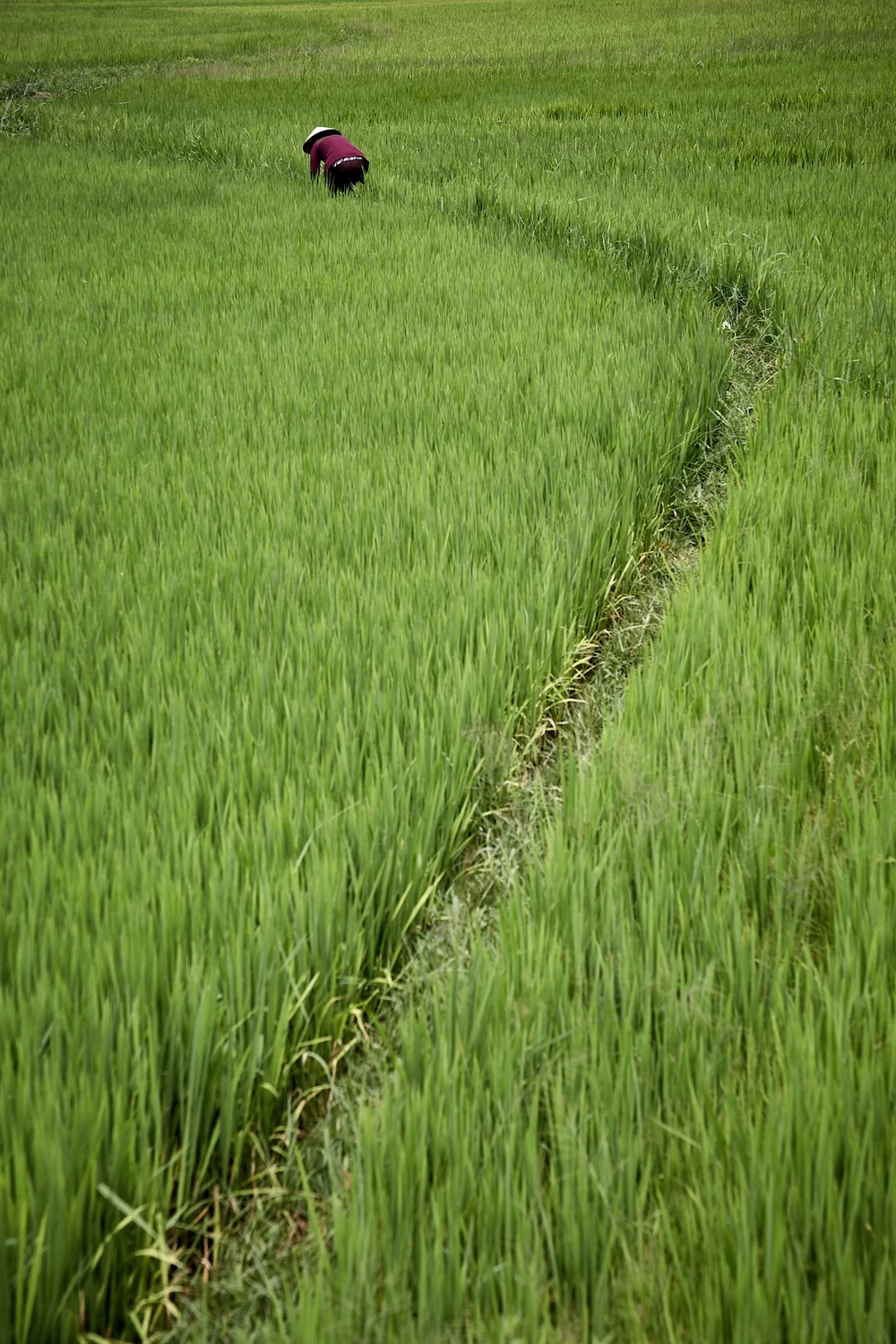 A boat causing diagonal waves
