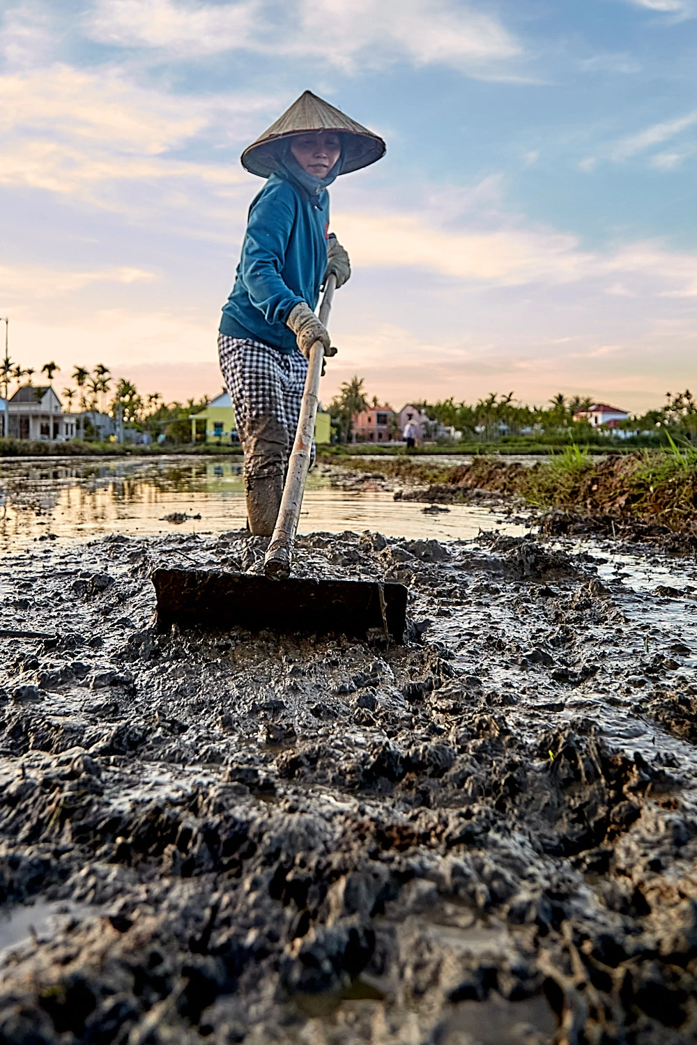 Raking mud in a Vietnamese rice paddy