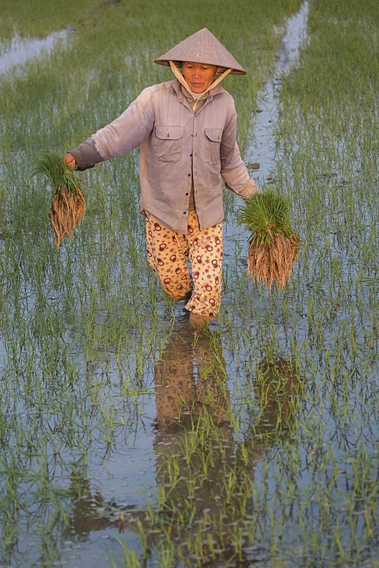 Woman planting rice in Vietnam