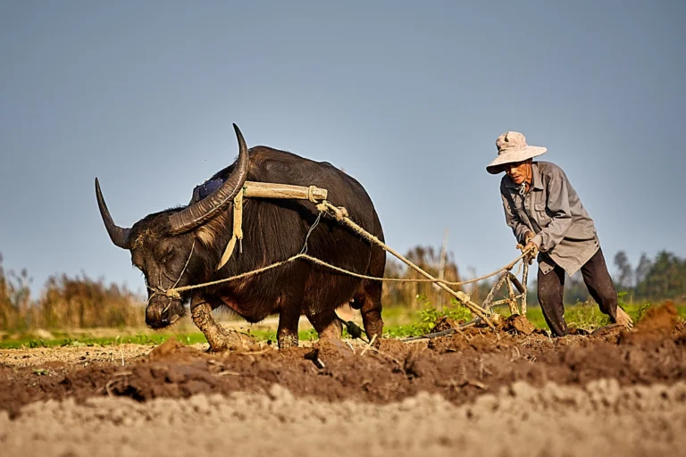 Man with buffalo ploughing in Vietnam