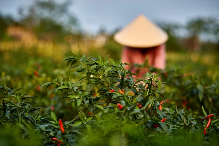 Chilli plants with blurred Vietnamese woman in the background