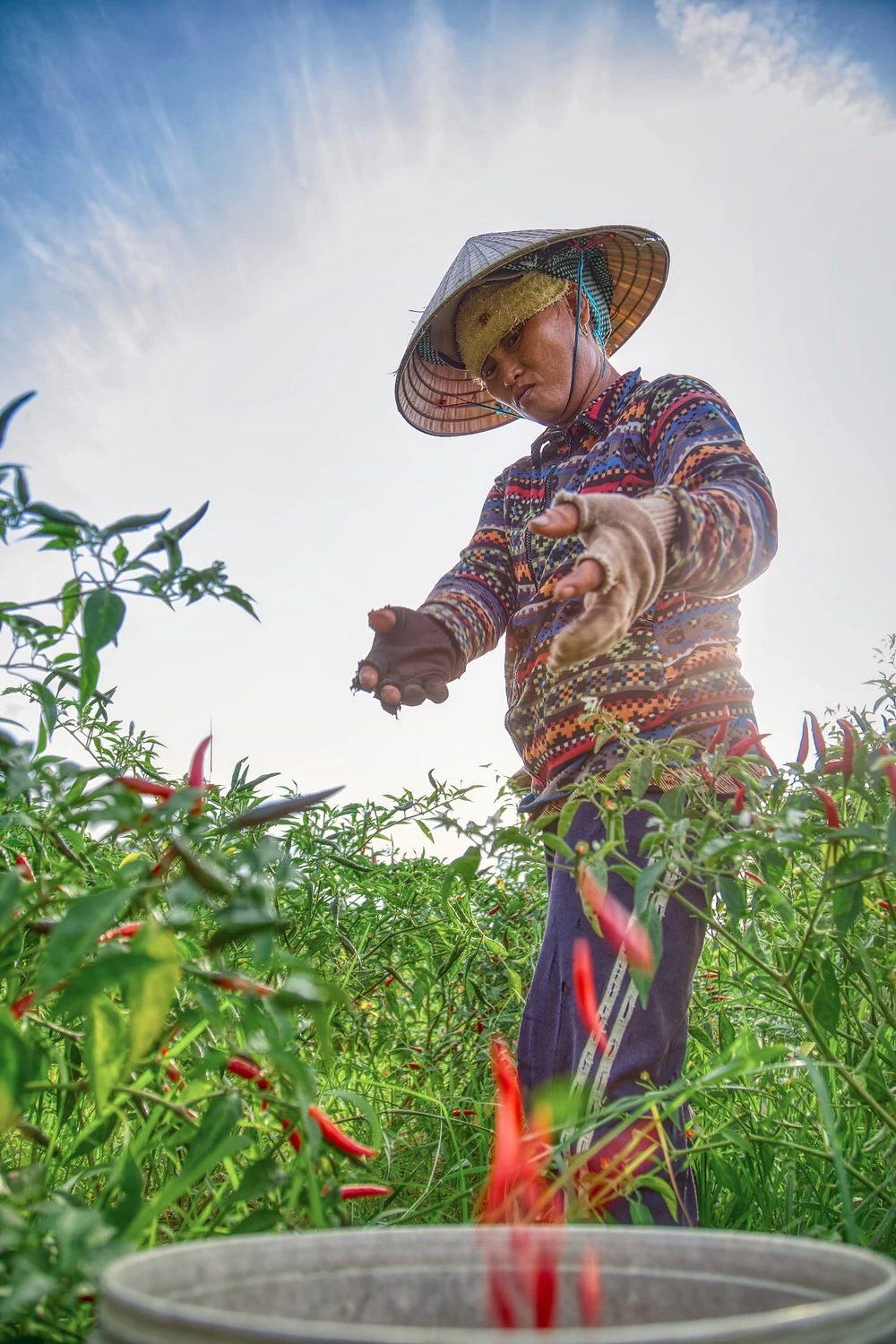 Vietnamese chilli picker throwing chillies in bucket