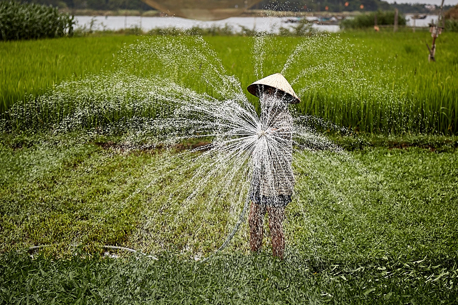 Vietnamese farmer spraying water