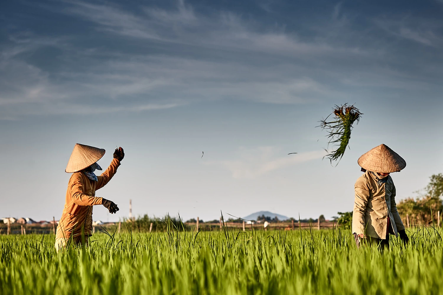 Vietnamese women clearing up rice paddy